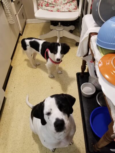 Deep Well Veterinary Services - Olsburg, KS