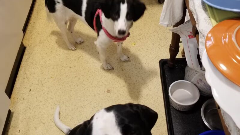 Deep Well Veterinary Services - Olsburg, KS