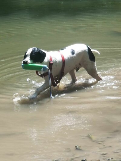 Deep Well Veterinary Services - Olsburg, KS