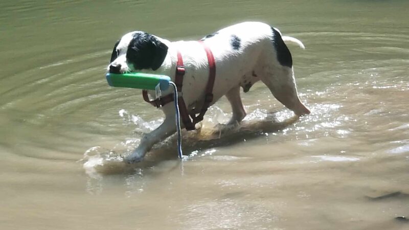 Deep Well Veterinary Services - Olsburg, KS