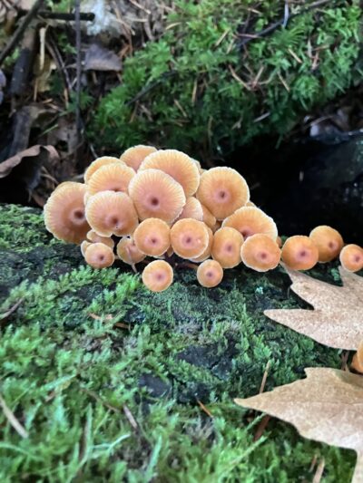 LBA Woods - Olympia, WA