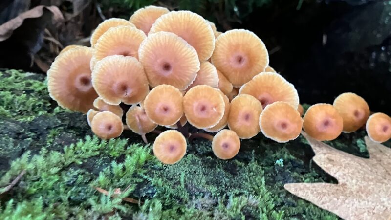 LBA Woods - Olympia, WA