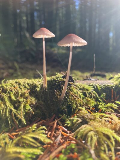 LBA Woods - Olympia, WA
