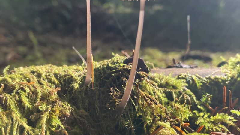 LBA Woods - Olympia, WA