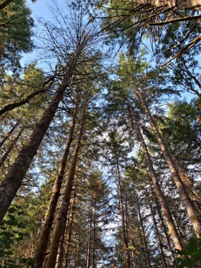 LBA Woods - Olympia, WA