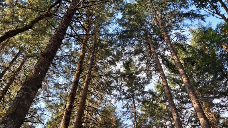 LBA Woods - Olympia, WA