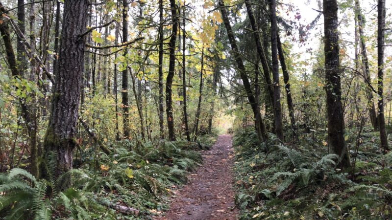 LBA Woods - Olympia, WA