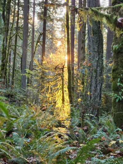 Squaxin Park Trailhead - Olympia, WA