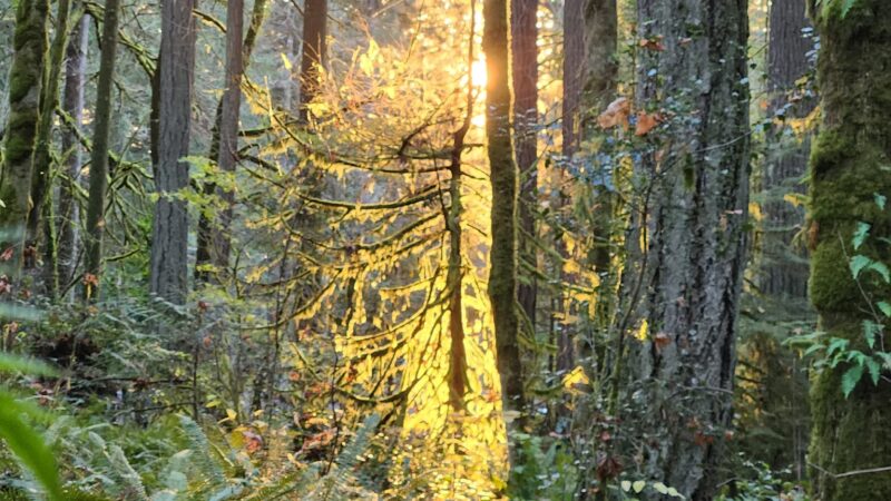 Squaxin Park Trailhead - Olympia, WA