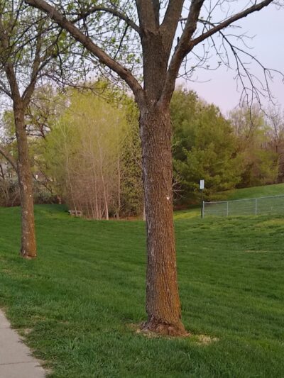 Pheasant Run Park - Omaha, NE