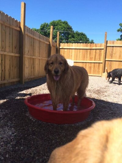 Happy Hounds Doggie Daycare & Boarding - Oneida, NY