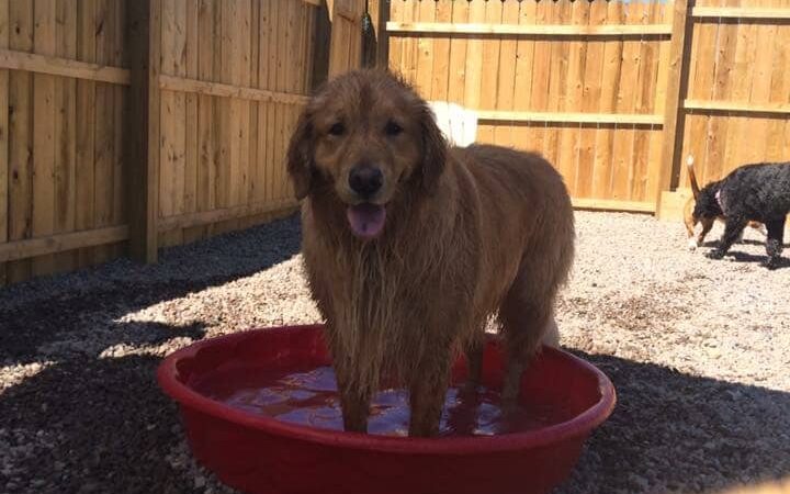 Happy Hounds Doggie Daycare & Boarding - Oneida, NY