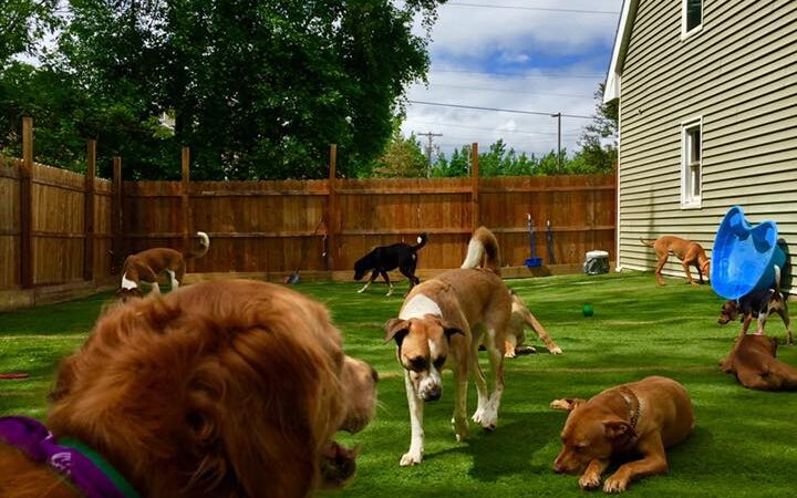 Happy Hounds Doggie Daycare & Boarding - Oneida, NY