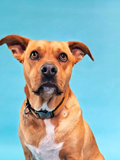 Happy Hounds Doggie Daycare & Boarding - Oneida, NY