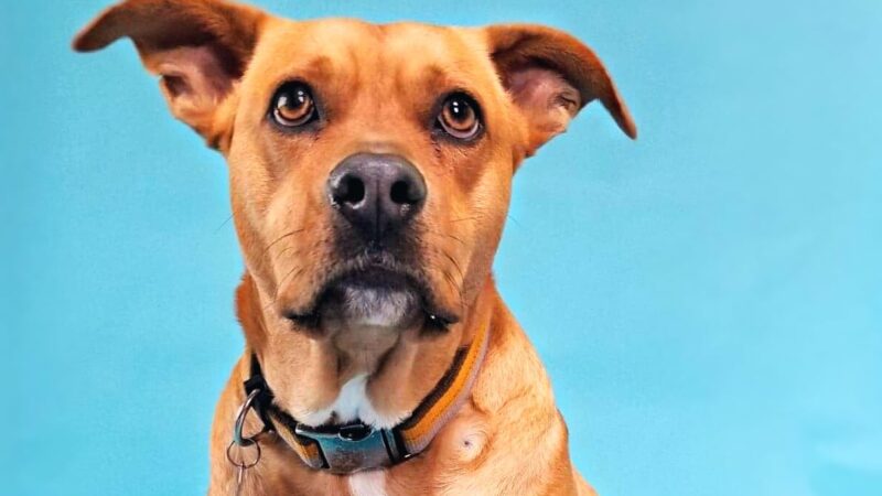 Happy Hounds Doggie Daycare & Boarding - Oneida, NY