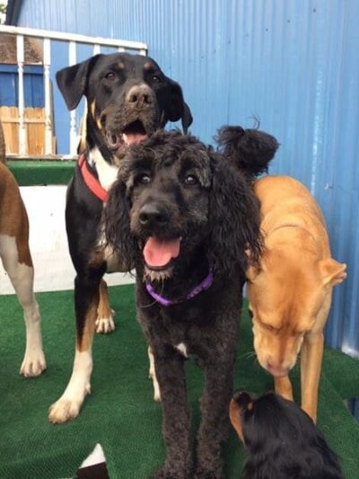 Happy Hounds Doggie Daycare & Boarding - Oneida, NY