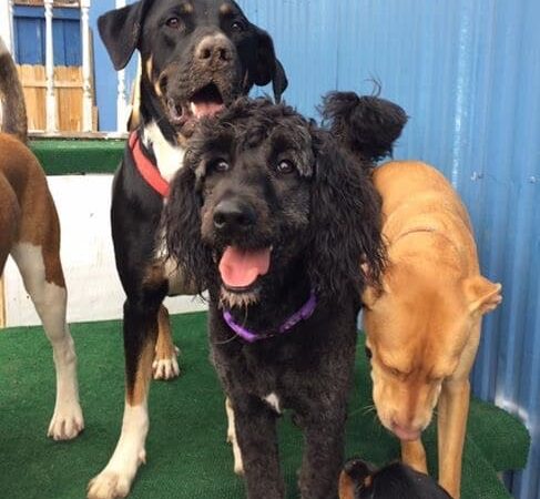 Happy Hounds Doggie Daycare & Boarding - Oneida, NY