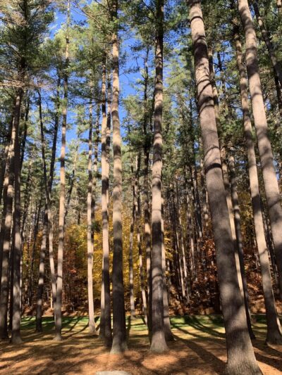 Wilber Park - Oneonta, NY