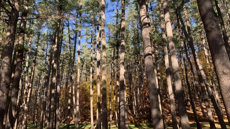 Wilber Park - Oneonta, NY