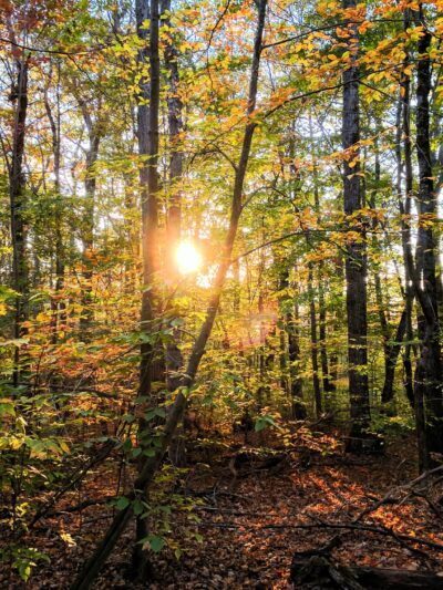 Wilber Park - Oneonta, NY