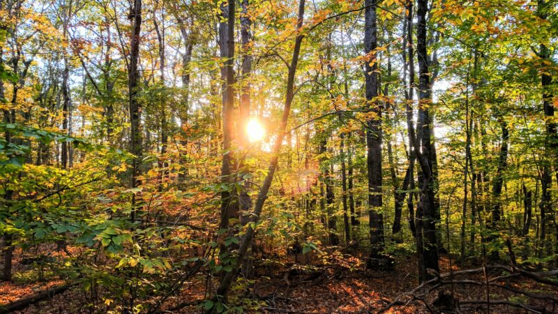 Wilber Park - Oneonta, NY