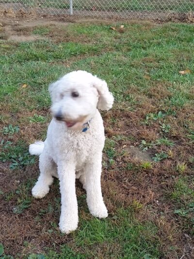 Maize Memorial Dog Park, llc - Ontario, OH