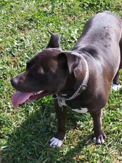 Maize Memorial Dog Park, llc - Ontario, OH