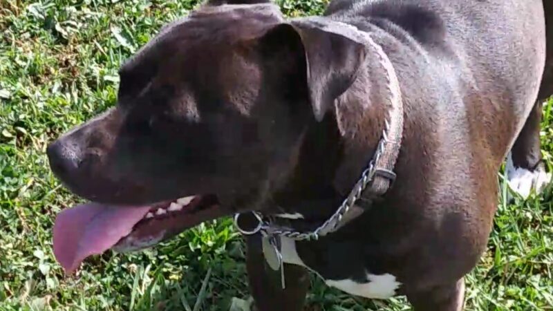 Maize Memorial Dog Park, llc - Ontario, OH