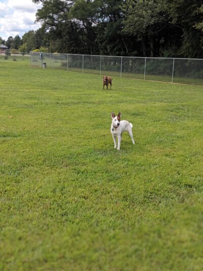 Maize Memorial Dog Park, llc - Ontario, OH