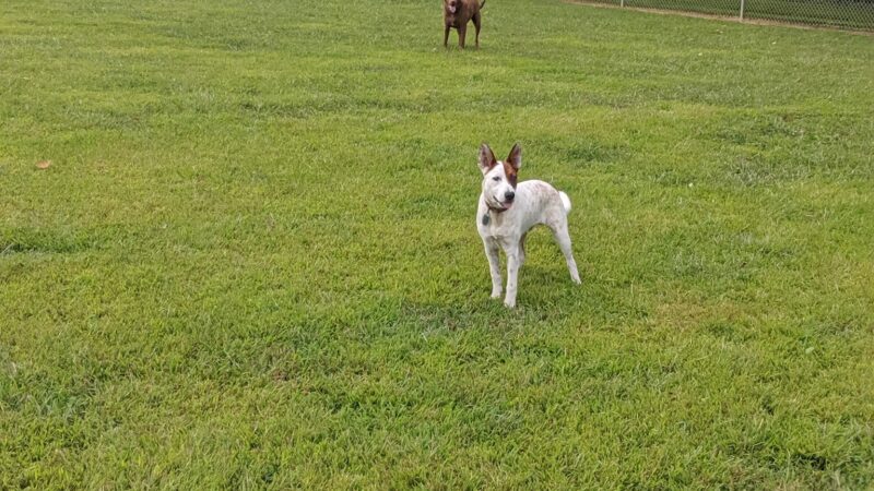 Maize Memorial Dog Park, llc - Ontario, OH