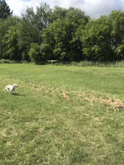 Stretch and Fetch - Oostburg, WI