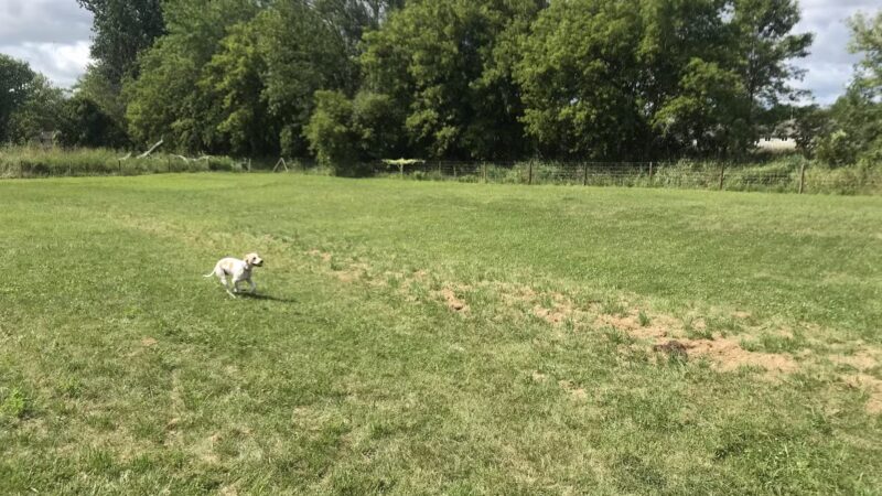 Stretch and Fetch - Oostburg, WI