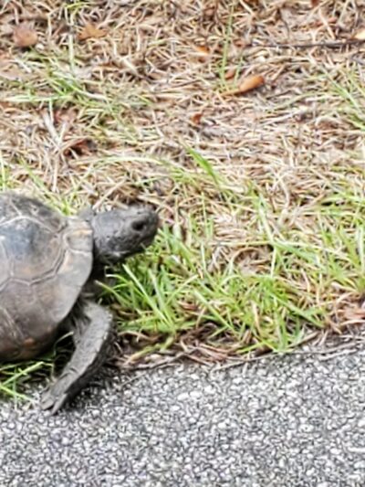 Spring to Spring Trail, Blue Spring Trailhead - Orange City, FL
