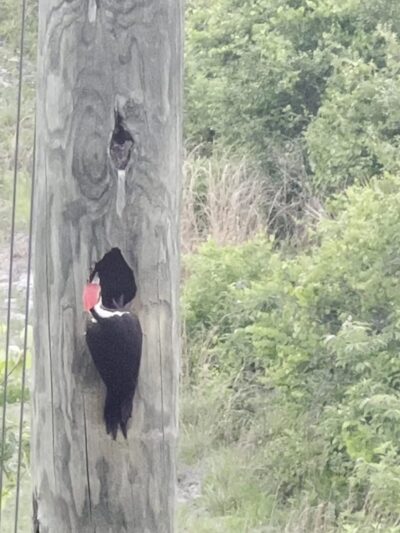 Spring to Spring Trail, Blue Spring Trailhead - Orange City, FL