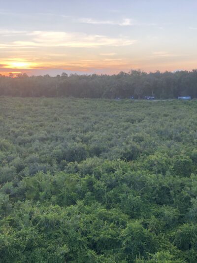 Spring to Spring Trail, Blue Spring Trailhead - Orange City, FL