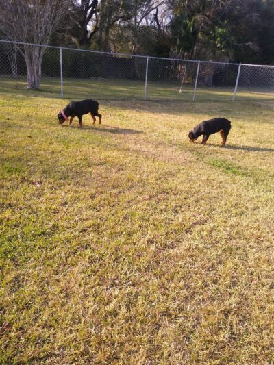 Pawhurst dog park - Orange, TX