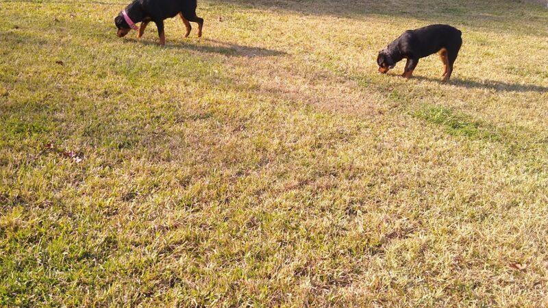 Pawhurst dog park - Orange, TX
