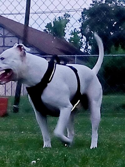 Pawhurst dog park - Orange, TX