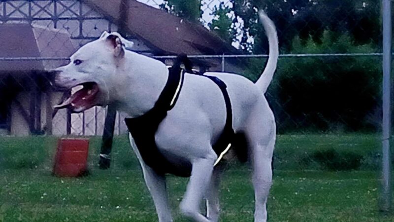 Pawhurst dog park - Orange, TX