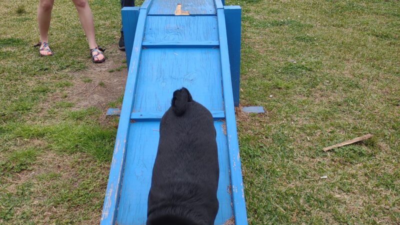 Pawhurst dog park - Orange, TX