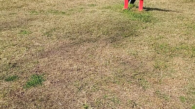 Pawhurst dog park - Orange, TX