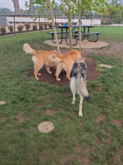 Tyrone S. Woods Memorial Park - Oregon City, OR