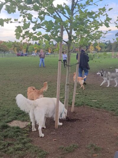 Tyrone S. Woods Memorial Park - Oregon City, OR