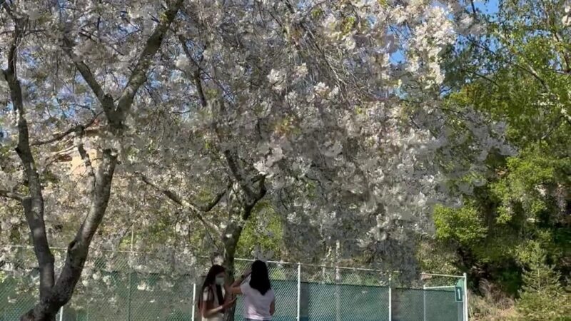 Orinda Community Park - Orinda, CA