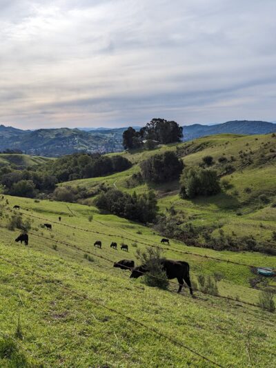 Orinda Oaks Park - Orinda, CA