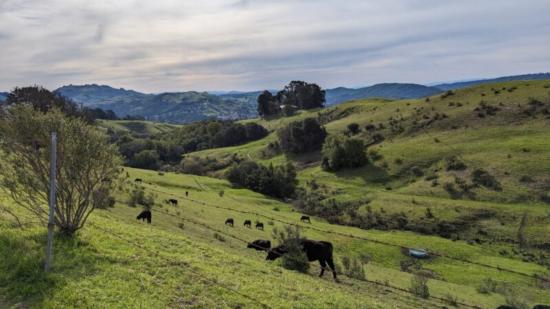 Orinda Oaks Park - Orinda, CA