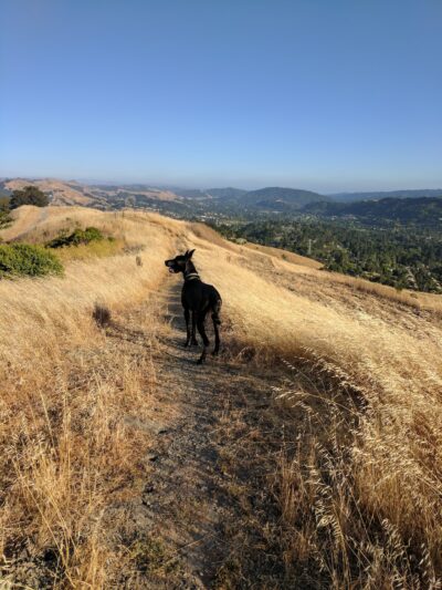Orinda Oaks Park - Orinda, CA