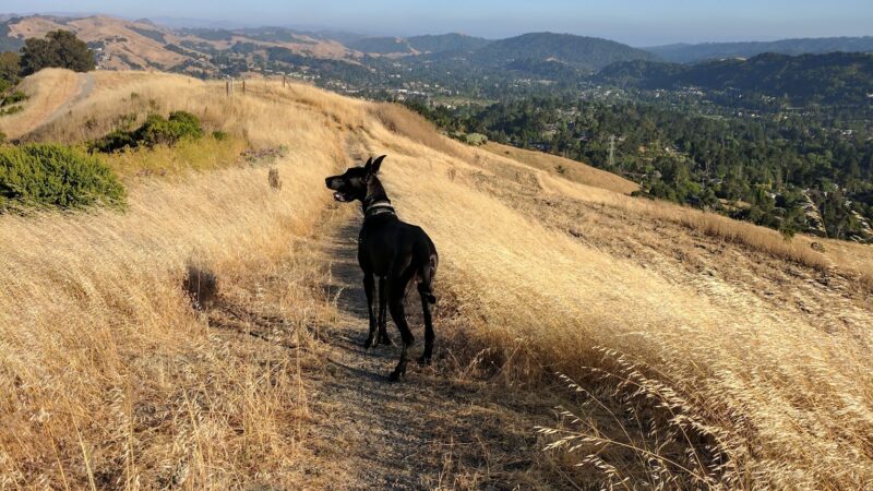 Orinda Oaks Park - Orinda, CA