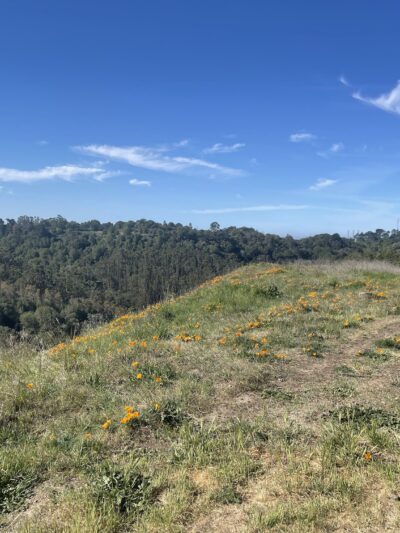 Quarry Trail Bench - Orinda, CA