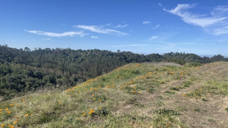 Quarry Trail Bench - Orinda, CA